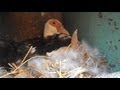 muscovy duck laying her eggs
