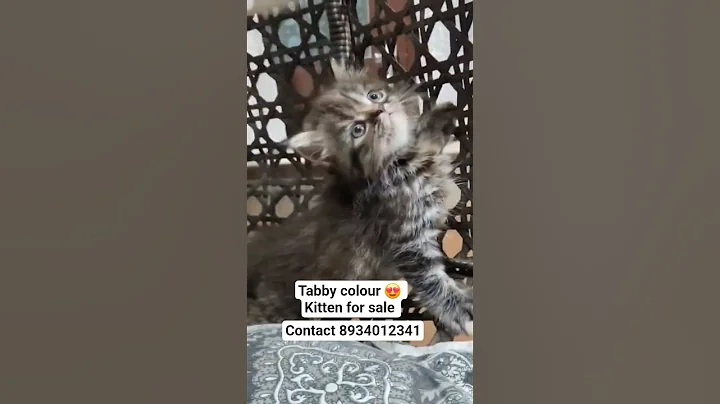 Video 11391101: persian cat calico kitten, face persian cat calico, persian cat kitten doll, tabby kitten, tabby colour, cat pets