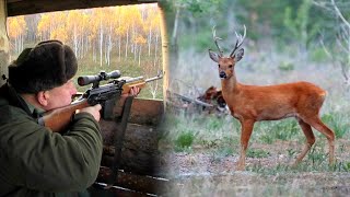 Hunting Siberian Roe deer | Lov sibirskog srndaća | Caccia al capriolo siberiano