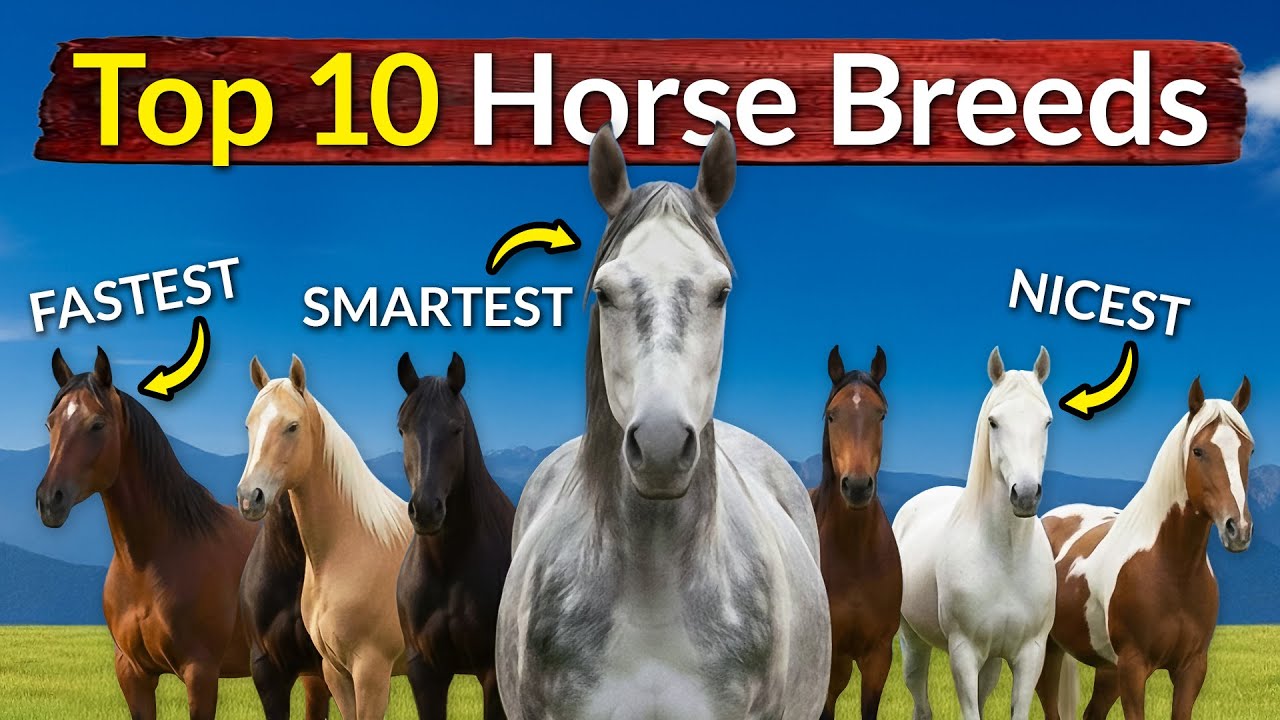Top 10 Horse Breeds & What Makes Them Special (Temperament, Speed, Smarts)