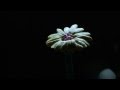 stop motion animation / CLAY FLOWER