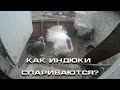 Как индюки спариваются?