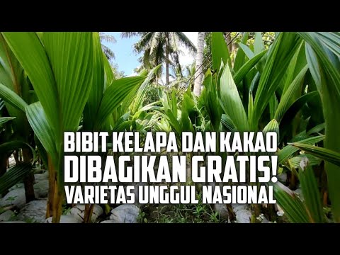 Benih Kelapa dan Kakao Unggul untuk Petani Jogja (Kelapa Dalam Bojong