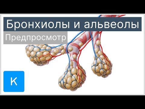 Бронхиолы и альвеолы (предпросмотр) - Анатомия человека | Kenhub