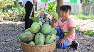 Seyhak like to eat ripe mango / Harvesting mangoes at home / Prepare food for family