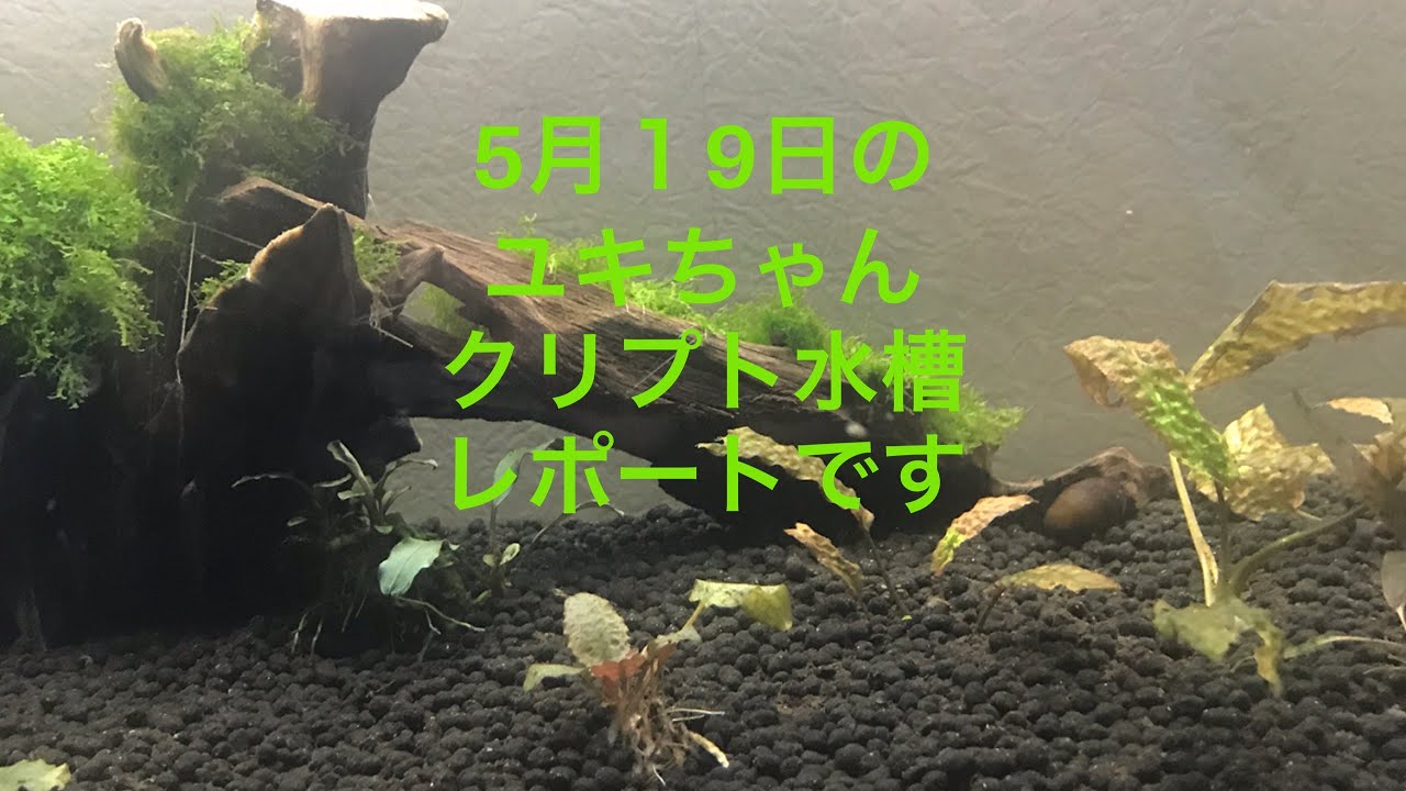 水草 鉢 固形肥料