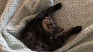 Sleeping cat - weird position by danielkersten 49 views 2 years ago 18 seconds