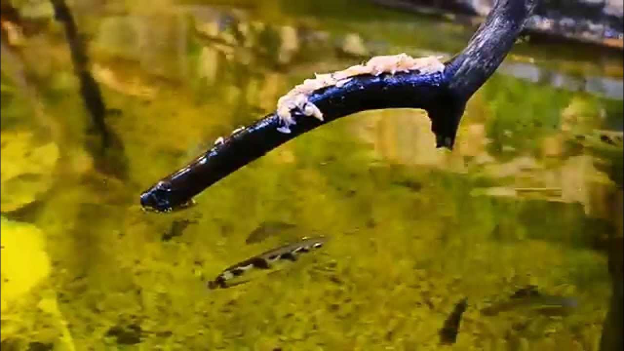 Archerfish in Action hunting by spitting and jump YouTube