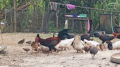 nyob zoo os los saib kuv pub qaib os 30/12/24