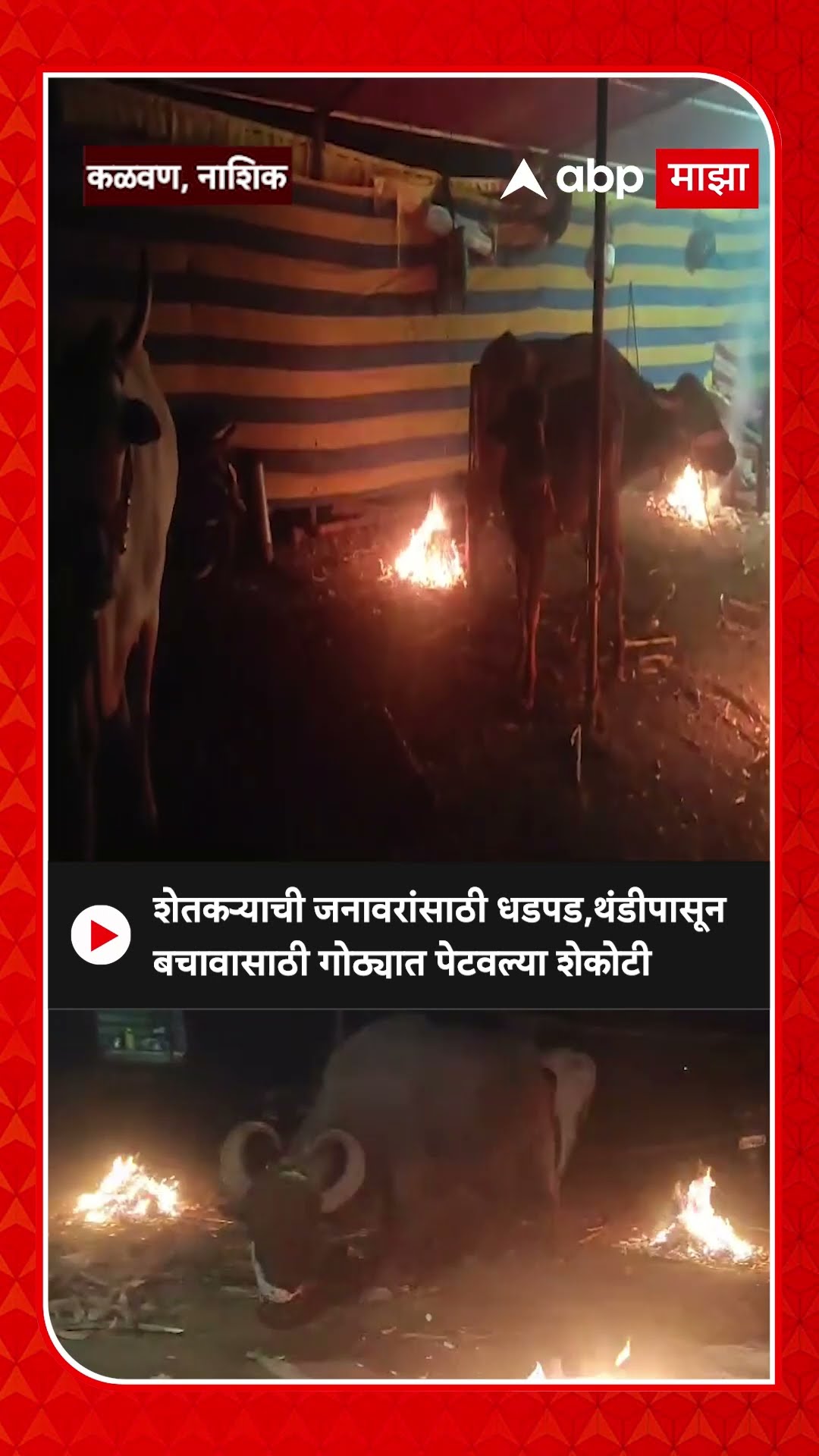 Nashik : शेतकऱ्याची जनावरांसाठी धडपड,थंडीपासून बचावासाठी गोठ्यात पेटवल्या शेकोटी