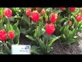 видео тюльпаны 2100 сортов