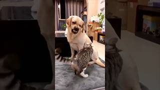 Wait For The End…! 🤣😂 #dog #cat