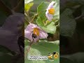 Busy bees collecting flower pollen early in the morning.  #backyardbees #nature #viral #garden #bee