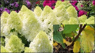 видео: 5 причин, почему желтеют листья у метельчатой гортензии картинка: 5 причин, почему желтеют листья у метельчатой гортензии