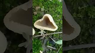 Необычные грибы 🍄