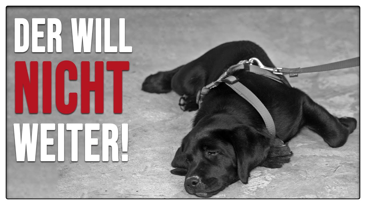 Stur oder müde? ❌ DARUM legt sich dein Hund auf dem Spaziergang hin - TGH 431