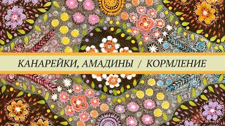 Чем кормить канареек и амадин. Зерновые смеси, зелень, фрукты, овощи,  животные корма, минералы.