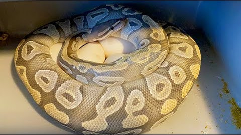 We got Snake Eggs! (Hypo Mojave x Hypo Pied)