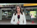 Perth teen granted bail over zoo crocodile attack | 7NEWS