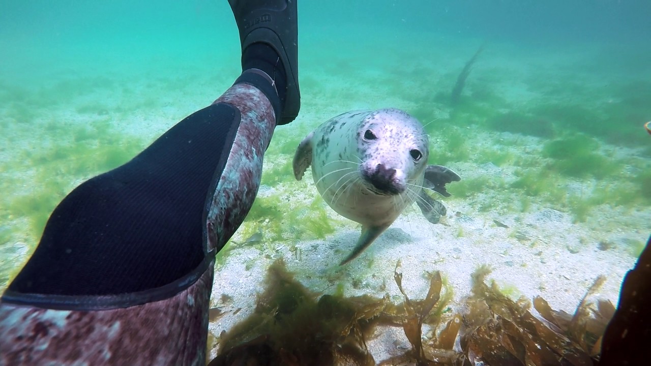 argyll and bute ハット Seals belong to order Pinnipeds