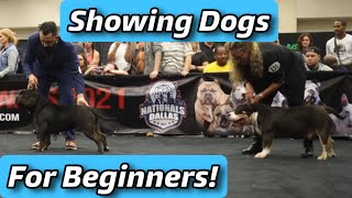 Showing Dogs For Beginners!