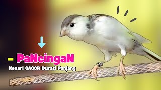 Suara KENARI Gacor !! Suara PANCINGAN KENARI PAUD Belajar BUNYI Ngeriwik - MASTERAN Kenari PAUD #508