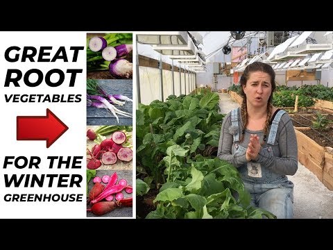 Great Root Vegetables For the Winter Greenhouse
