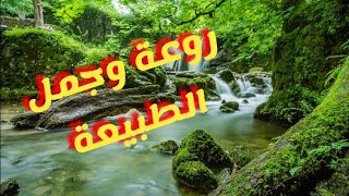 صوت العصافير 🕊️مع خرير المياه جمال الطبيعة