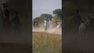 Rabbit vs Greyhounds Dori Track Race / Best Greyhounds of Punjab Pakistan 2025 @ExplorePotohar #dog Net Worth