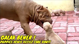 GALAK BENER || PUPPIES HEWIE PITBULL KECIL2  CABE RAWIT  #hewiepitbull