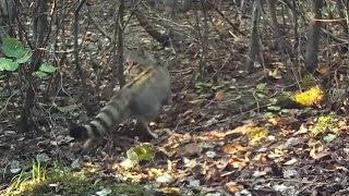 European wildcat - Felis silvestris (trail camera)