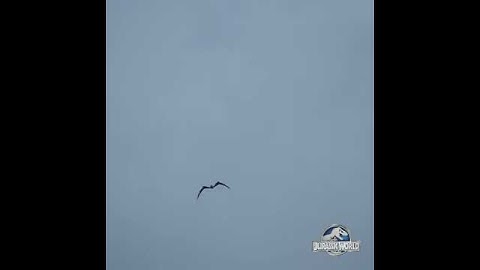 Pteranodon animation test