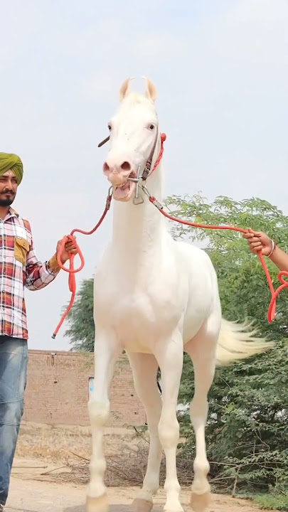 horse sound !! ghode ki awaj !! sound of nukra sttalion ekansh'