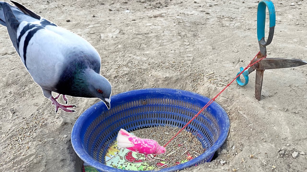 How To Make Pigeon Catching Trap | Birds And Animal Trap Making New Ideas | 