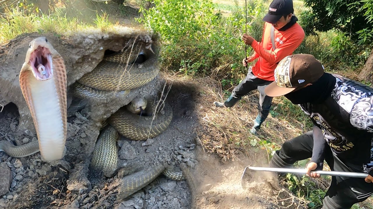 SANDAMAKMAK NA COBRA SA ISANG MALAKING PUNSO SA LALAWIGAN NG BICOL