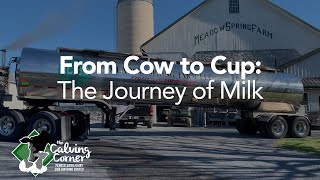 From Cow to Cup: The Journey of Milk