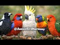 Soothing Bird Feeder Video | Australian Birds &amp; Calming Music
