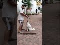 PACK ATTACK!? Will these dogs calm down? See for yourself! #dogshorts #doglover #shortsvideo