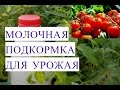 Подкормка Молоком для Отличного Урожая.