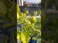 Fresh lemons grown at home Terrace 🍋🏡☘️ #stressrelief #relaxing #garden #organic