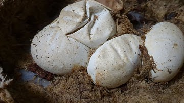 Second Attempt At Maternal Incubation. Will It Go Wrong Again?!