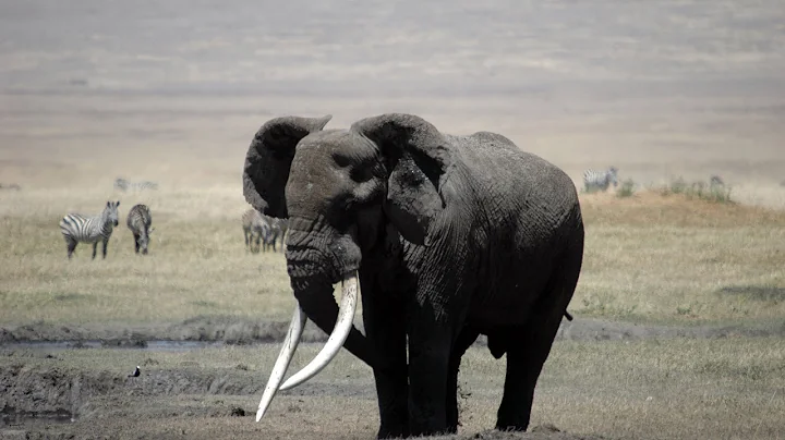 Elephants of Amboseli Kenya, 2006