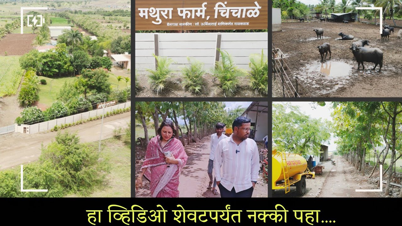 असं आहे मथुरा फार्म, चिंचाळे...|  चिंचाळे केसरी मैदानासाठी जोरदार तयारी सुरू...