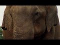 Elephant Mourns Death | BBC Earth