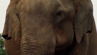 Elephant Mourns Death | BBC Earth