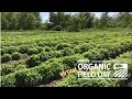 Medicinal Herb Production at Four Elements Organic Farm