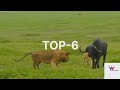 The best amazing moments animals attacks top 10african animal
