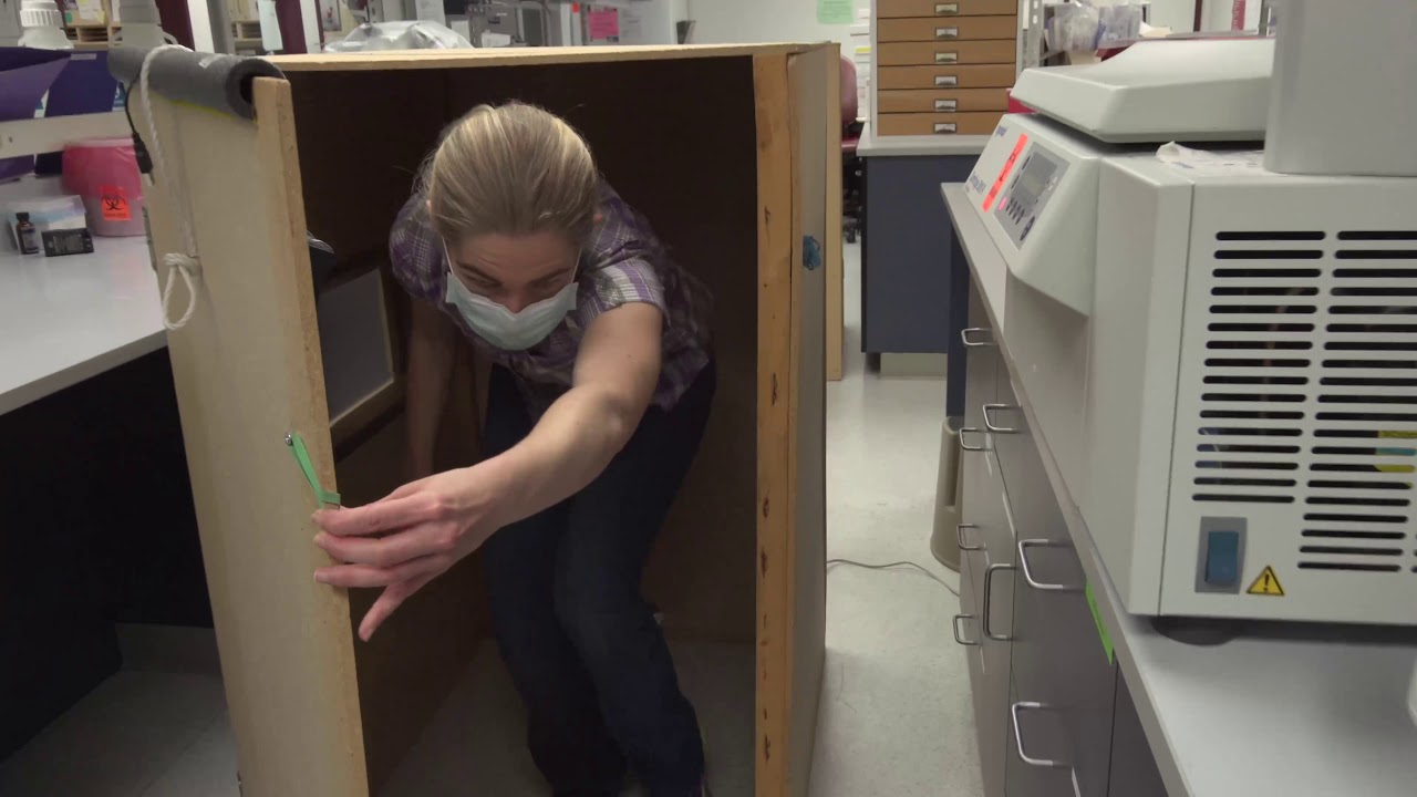 Experimental Design to Study How Temperature Affects Tick Behavior