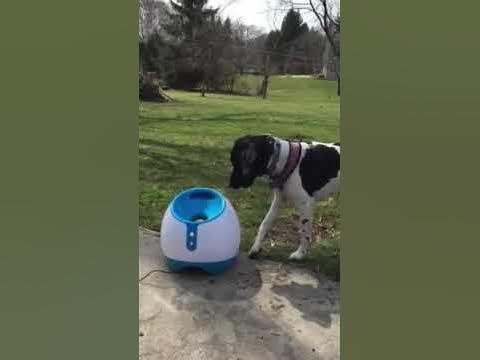 iFetch Lanceur de balle automatique pour chiens 