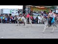 Burrocross - divertida carrera de burros